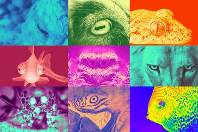 Mother Nature can't stop evolving eyes