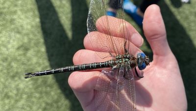 Chicago outdoors: Unusual dragonfly, great coho season in Chicago