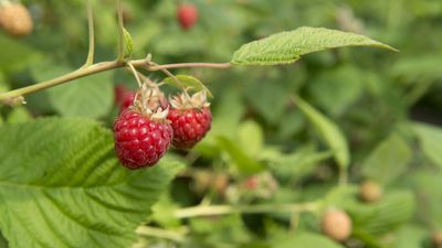 How and when to fertilize raspberries for a bumper crop year-after-year