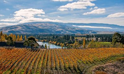 As the climate warms, New Zealand winemakers grapple with a changing landscape