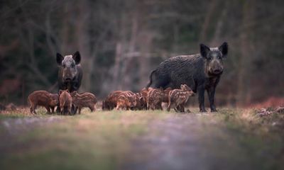 Country diary: Deep in the woods, the unmistakable whiff of wild boar