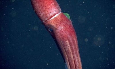 Discovered in the deep: the squid that sees both ways at once