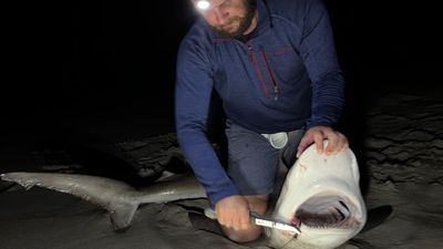 Salmon run along WA's south coast attracts sharks looking to feed — and shark fishers looking for a challenge