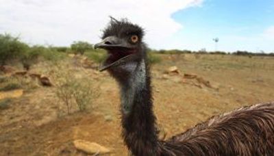 Therapy emu sparks police hunt