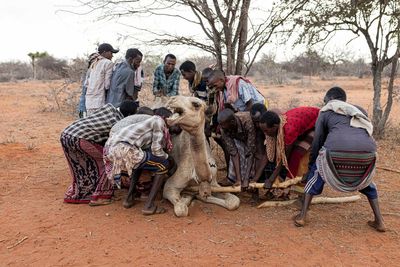 A future at risk: drought forces Kenya’s camel herders to leave their homes – a photo essay