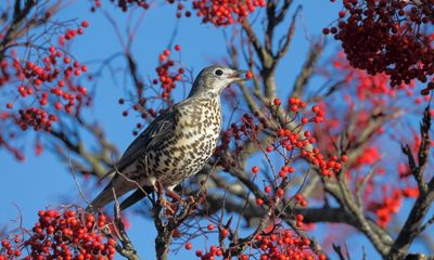 Look up, listen, and be very concerned. Birds are vanishing – and their crisis is our crisis