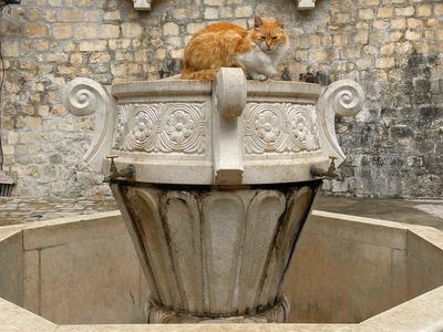 Welcome to Kotor, Montenegro’s medieval town that’s a cat lover’s dream