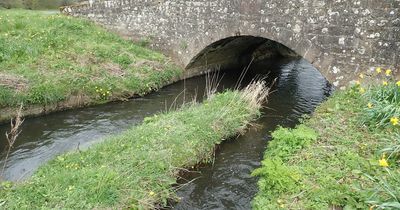 'Black water' and dead fish spotted after 'toxic spill' in river