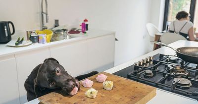 Baker's dog ruins mum's gender reveal cupcakes - and still bills her £25