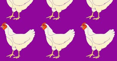 Brain teaser requires full focus to see hidden error in flock of chickens