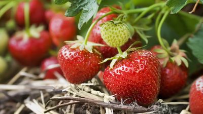 Common problems with strawberries – 6 simple issues that can reduce your harvest