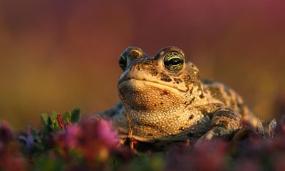 Fears for England’s frog and toad population after drought