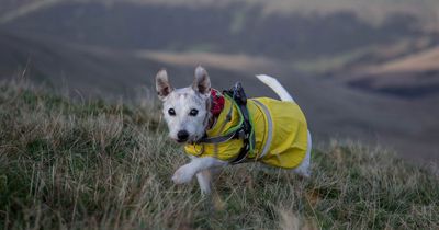 Jack Russell had mouth tumour so big it displaced his front teeth