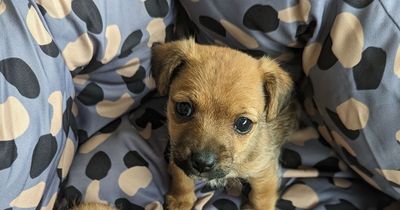 Tiny puppies dumped in bag and left for dead at Welsh country park