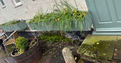 Anger as vandals destroy Nottinghamshire pub's attractive flower displays