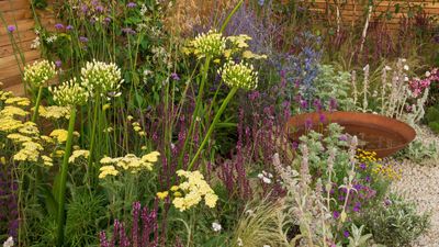 Best plants for a dry garden – 10 easy-to-grow varieties that are drought tolerant and low maintenance