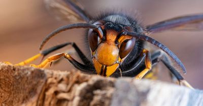 Warning as Asian Hornets are spotted in UK - sparking fear over invasive species