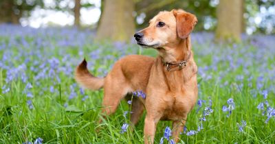 Dog owners issued urgent warning over garden plants that are actually poisonous