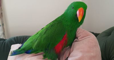 PSNI appeal to find missing Co Fermanagh parrot