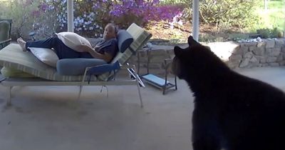 Man gets fright of his life as huge BEAR creeps onto his porch before epic stare-off