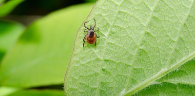 Tick-borne encephalitis virus in the UK – what it is and how to protect yourself