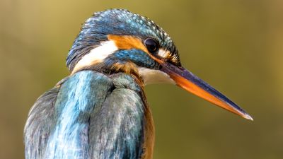 10 best National Parks for bird watching in the US