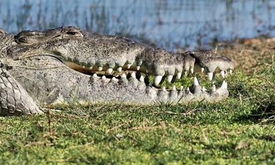 ‘Croczilla’ surfaces in Florida, allowing for bucket-list encounter