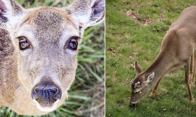 Black bear breaks into nature center, kills beloved deer