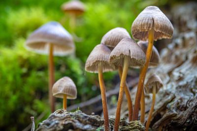 Psychedelics may ease cancer patients' depression and anxiety better than prescription antidepressants