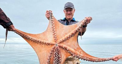 Monster OCTOPUS found washed up on UK beach by dad and daughter on fishing trip