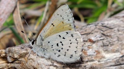 New species of butterfly identified as spotted trident-blue, native to ACT and parts of Kosciuszko National Park