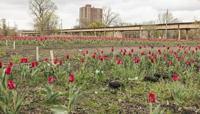 100,000 tulips: Chicago artist’s statement on redlining blooms on South Side