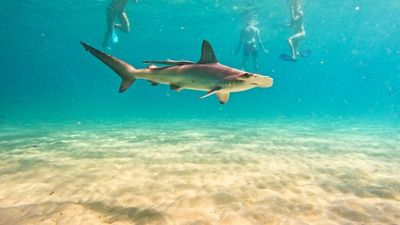 Hammerhead sharks enjoy warm ocean temperature off Burleigh Heads