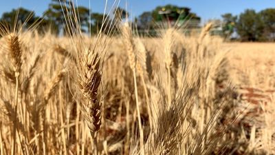 WA farm deaths inquiry finds 'risk-taking culture', recommends more inspections and safety education