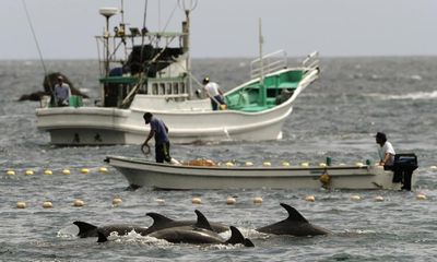 Japan’s ‘toxic’ dolphin meat contains mercury up to 100 times safe level, test shows