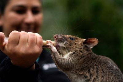 Rat ambassadors try to counter bad press amid NYC's rat war