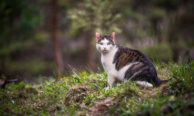 New Zealand feral cat hunting competition for children prompts backlash