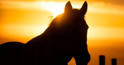 Accidental optical illusion has viewers to solve direction horse is facing