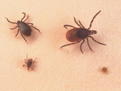 Sun's out, ticks out. Lyme disease-carrying bloodsucker season is getting longer
