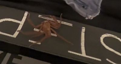 Man felt something moving during night and woke with massive spider hiding in pants