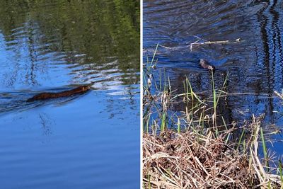 One of Scotland's 'most invasive animals' spotted in Dalmuir