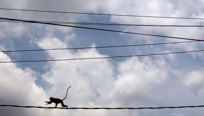 Sri Lankan activists protest proposal to export monkeys to China