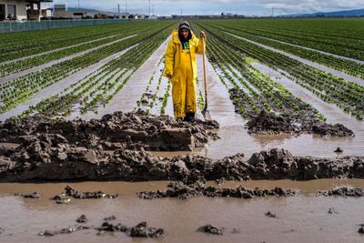 An immigrant farmer grew produce for restaurants. California floods ruined her crops