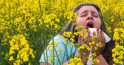 Hay fever sufferers warned of misery ahead as 'pollen bomb' hits Wales