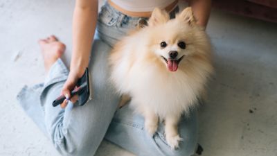 7 tips for staying on top of pet hair