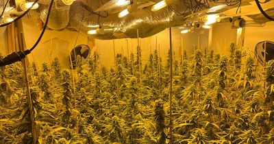 Man arrested after police discover huge cannabis farm with hundreds of plants