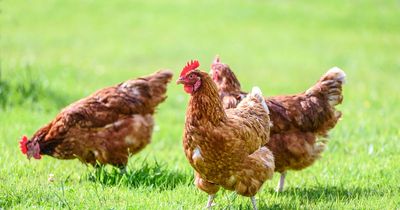 Free-range eggs to return to UK supermarket shelves as bird flu measures ease