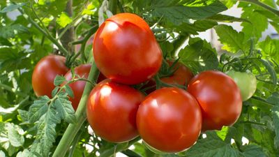 8 of the best tomato varieties to grow at home for bumper harvests and flavorful fruits