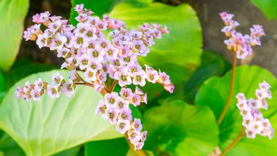 Types of bergenia – 15 pretty varieties for shade and sunshine