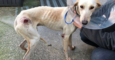The amazing recovery of abandoned Soldier, Bristol's miracle lurcher